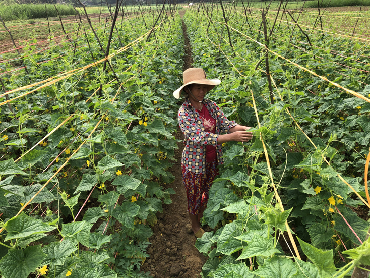 Vườn dưa của gia đình chị Thìn đang vào vụ thu hoạch.