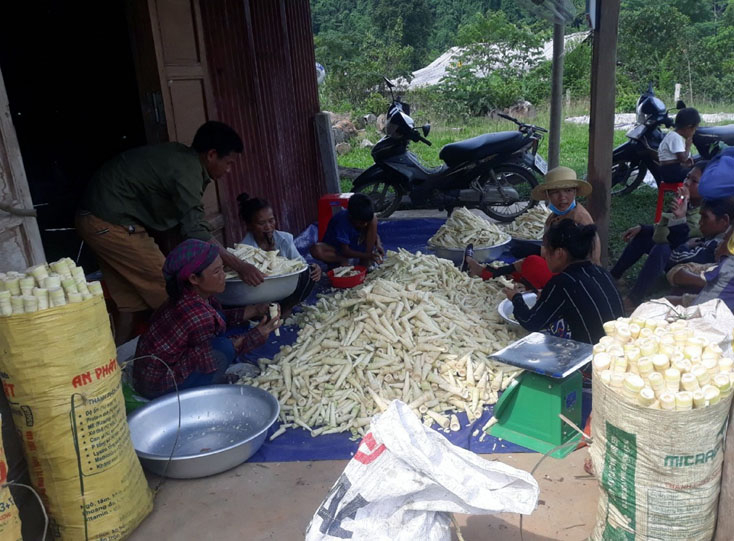 Tham gia THT măng khô Mã Liềng, người dân bản Kè có thu nhập ổn định hơn.