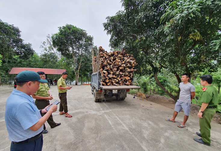 Tang vật vụ việc được lực lượng Kiểm lâm huyện Quảng Ninh tạm giữ để xử lý theo quy định của pháp luật.