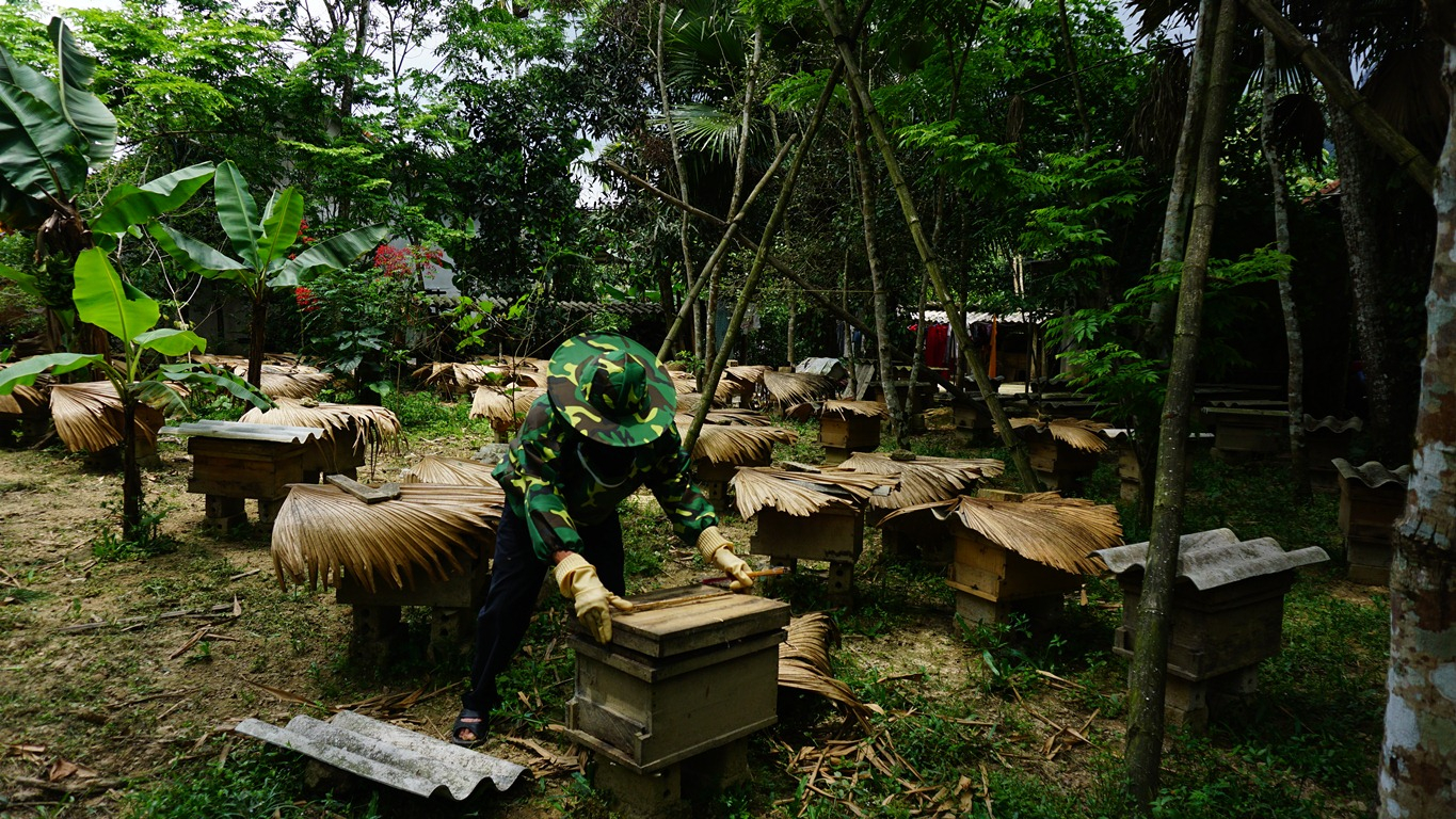 Nuôi ong lấy mất 