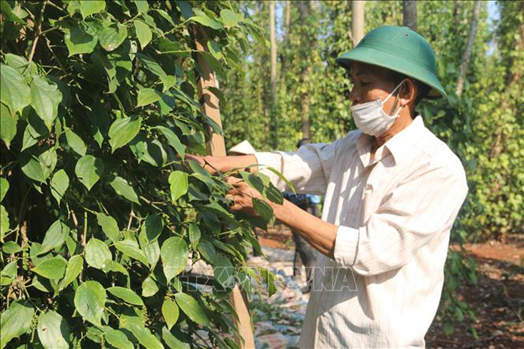 Nông dân xã Quảng Thành, huyện Châu Đức, tỉnh Bà Rịa-Vũng Tàu thu hoạch tiêu. Ảnh minh họa: TTXVN