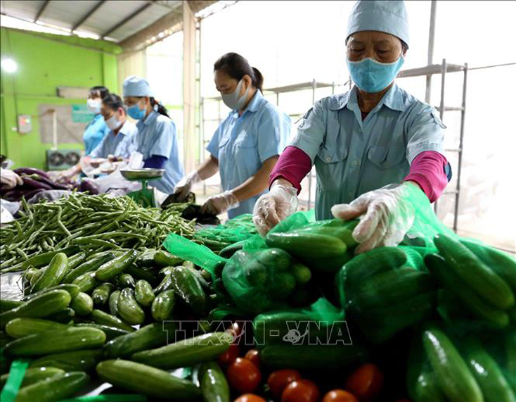 Sơ chế, đóng gói sản phẩm nông sản. Ảnh: Vũ Sinh/TTXVN