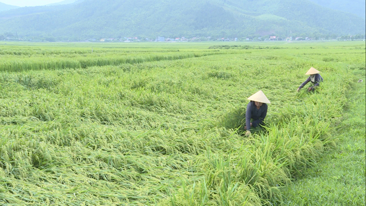 Bà con nông dân đang buộc dựng lại các diện tích lúa bị đổ, ngã do mưa gió.