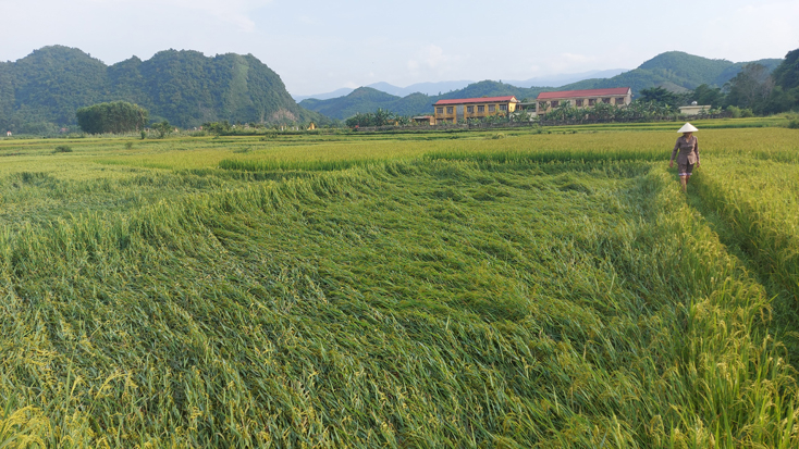Nhiều diện tích cây trồng vụ đông-xuân bị gãy, đổ tại xã Thuận Hóa, huyện Tuyên Hóa.