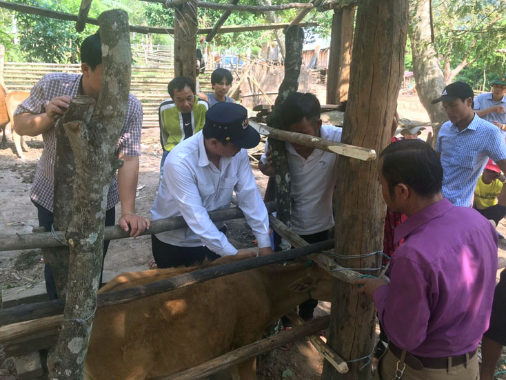 Các địa phương đã tiêm đại trà vắc xin phòng bệnh VDNC trên trâu, bò.
