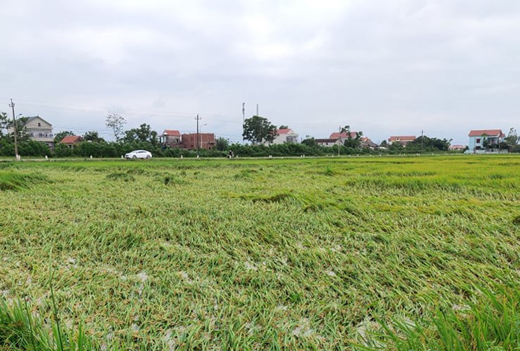 Có những ruộng lúa chín bị đổ roạp, ngậm nước nên nguy cơ mất trắng rất cao