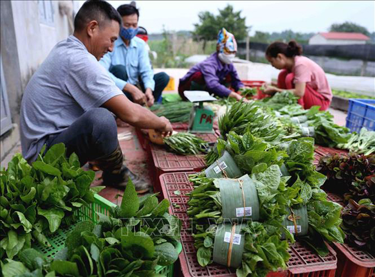 Đóng gói sản phẩm rau sạch tại Hợp tác xã rau hữu cơ Thanh Xuân (xã Thanh Xuân, huyện Sóc Sơn, Hà Nội). Ảnh minh họa: Vũ Sinh/TTXVN