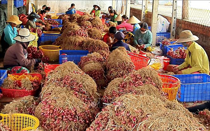 Hoạt động sản xuất, kinh doanh, tiêu thụ nông sản sẽ còn gặp nhiều khó khăn, thách thức do ảnh hưởng của dịch COVID-19. Ảnh minh họa: Trung Hiếu/TTXVN