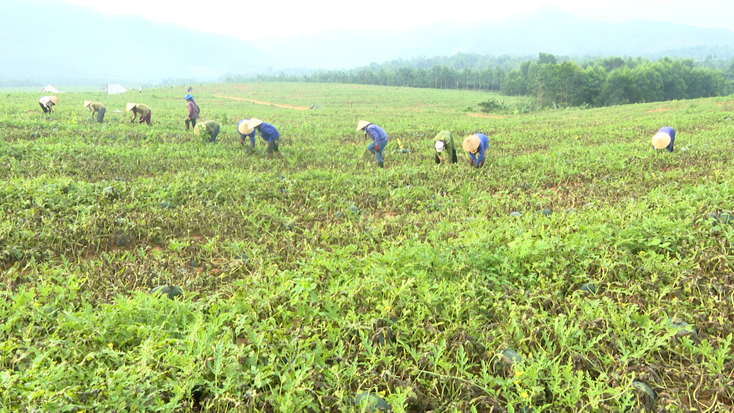 Năm nay toàn huyện Bố Trạch trồng hơn 650ha dưa hấu.
