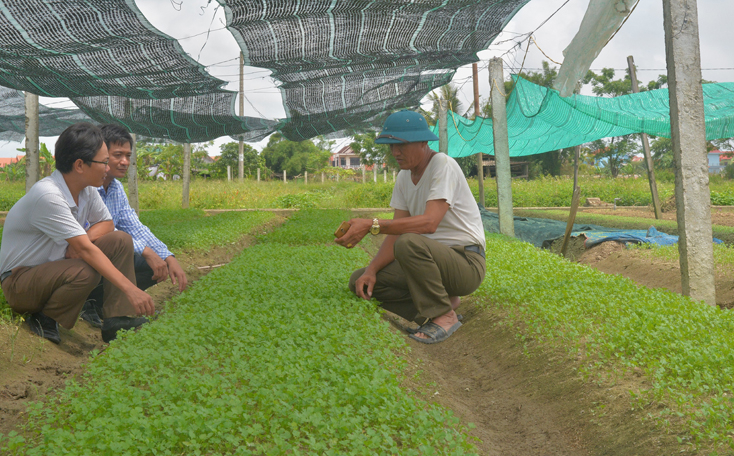Rau sạch Đức Hoa được sản xuất theo tiêu chuẩn VietGAP nhưng “khó” trở thành sản phẩm OCOP cấp xã.