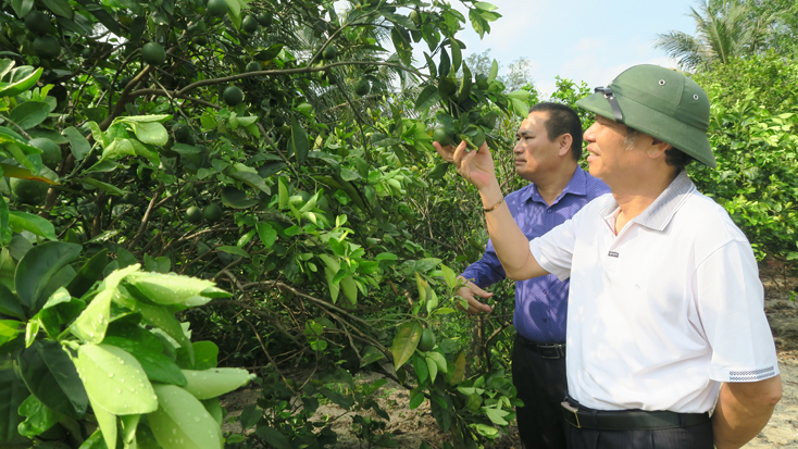 Trồng cam Valencia 2 không hạt trên vùng đất cát đã qua cải tạo tại huyện Quảng Ninh.