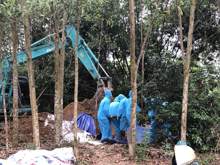 Tiêu hủy lợn bị dịch tả châu Phi tại xã Xuân Hóa. 