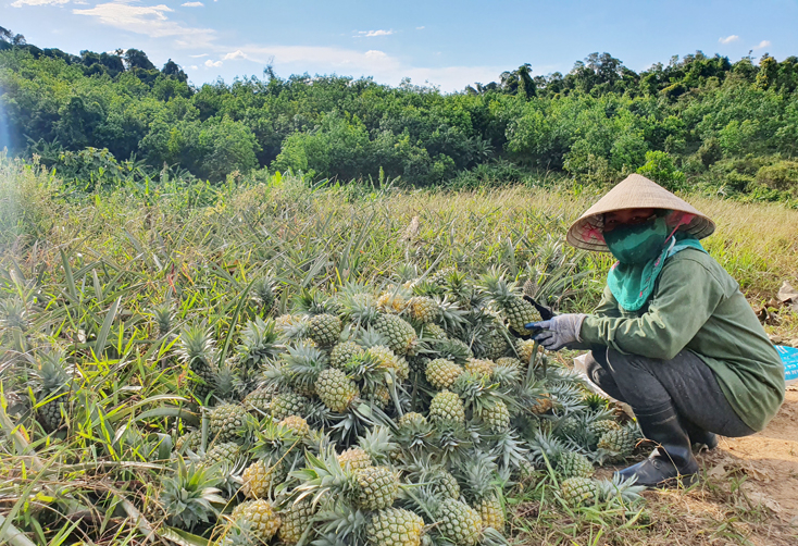 Diện tích trồng dứa đã cho thu nhập