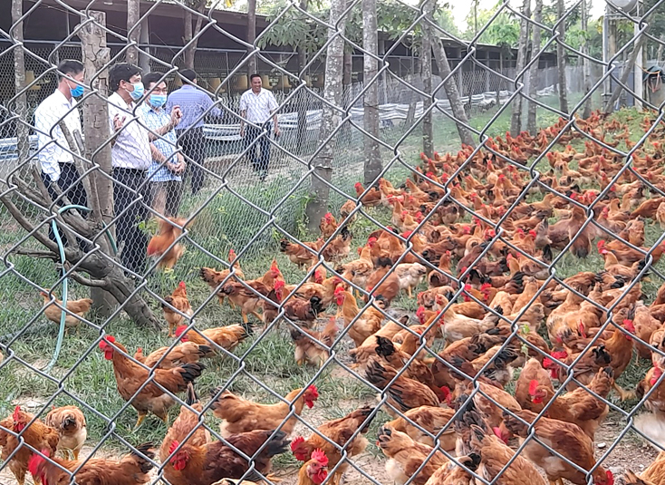 Ngoài chuyển đổi cây trồng, người dân vùng gò đồi Bố Trạch còn mở rộng chăn nuôi quy mô lớn.