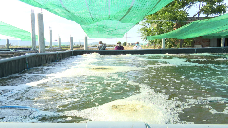 Nuôi tôm trong bể nổi thuận lợi trong việc chăm sóc và chủ động kiểm soát các yếu tố môi trường nuôi.