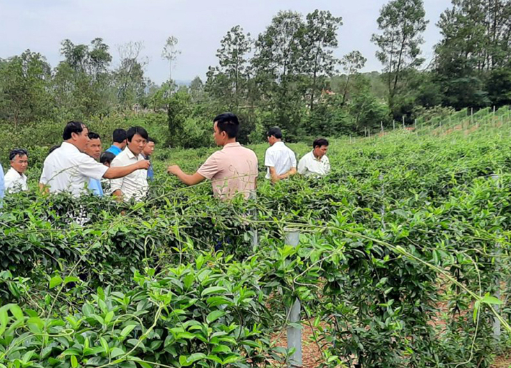 HTX dược liệu Cự Nẫm mở rộng sản xuất, nâng cao thu nhập, ổn định đời sống cho lao động địa phương.