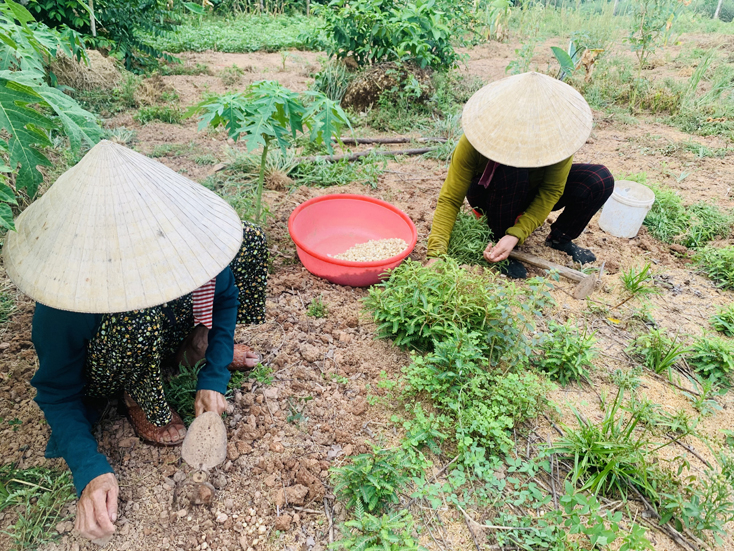 Cây nén hiện có giá bán từ 20.000-25.000 đồng/kg tùy từng loại củ lớn nhỏ.