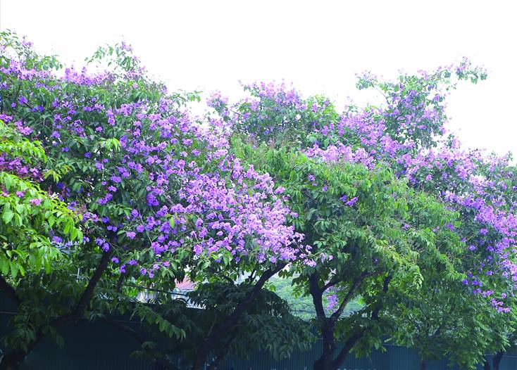 Bằng lăng khoe sắc. Ảnh: Tiến Hành