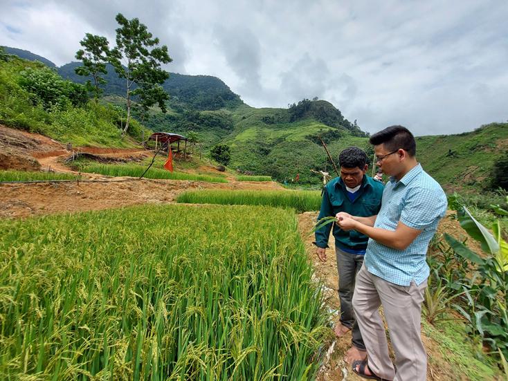 Đồng chí Phạm Văn Bắc, Phó Chủ tịch UBND xã Trọng Hóa hướng dẫn ông Hồ Khiên, người Mày ở bản Dộ-Tà Vờng trồng lúa nước trên ruộng bậc thang.
