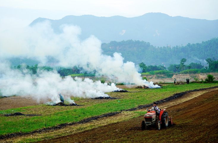 Gối vụ. Ảnh: Tiến Hành