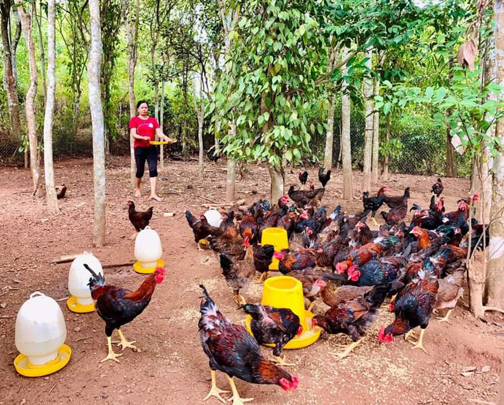 Mô hình kinh tế của chị Nguyễn Thị Bích vừa mang lại thu nhập cho gia đình vừa giải quyết việc làm cho nhiều lao động.
