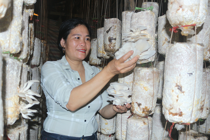HTX SXKD DVNN tổng hợp Bắc Tiến (Hiền Ninh,Quảng Ninh) nỗ lực nâng cao chất lượng sản phẩm, tạo tiền đề đẩy mạnh công tác quảng bá.