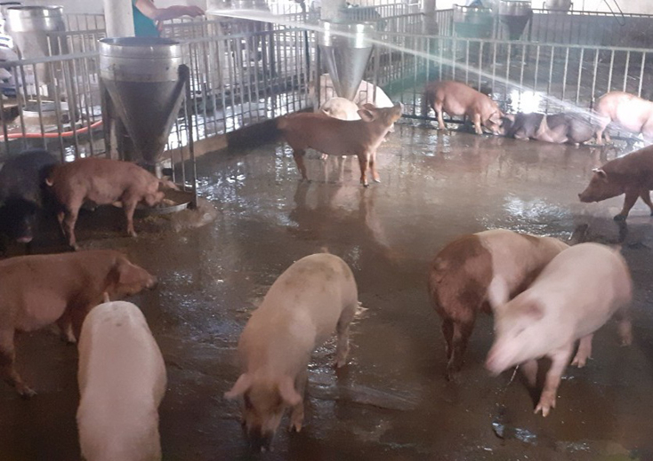 Đàn lợn còn lại của ông Phong đang được chăm sóc, theo dõi chặt chẽ