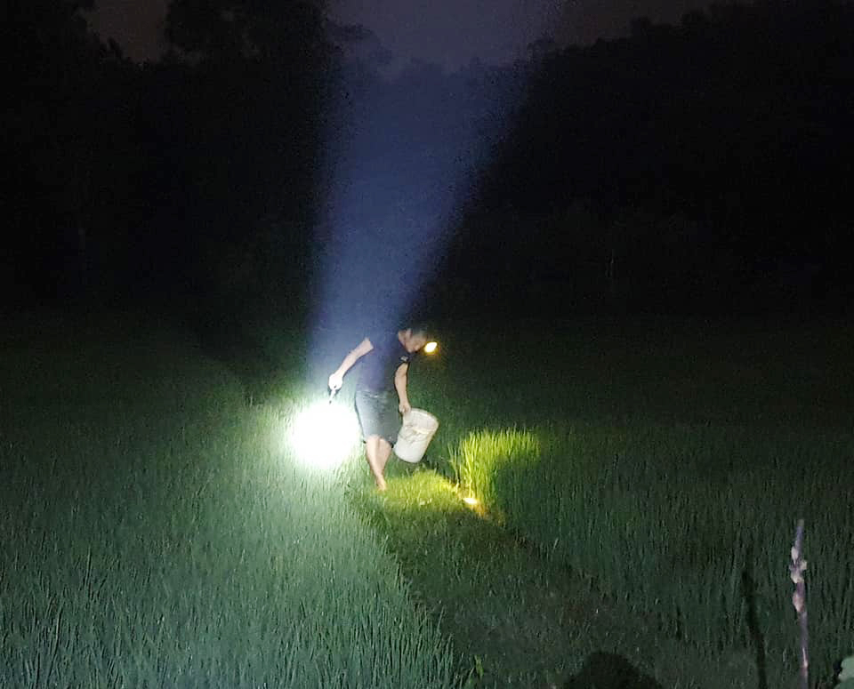 Anh Đinh Xuân Giang đang tìm lươn trên các bờ ruộng