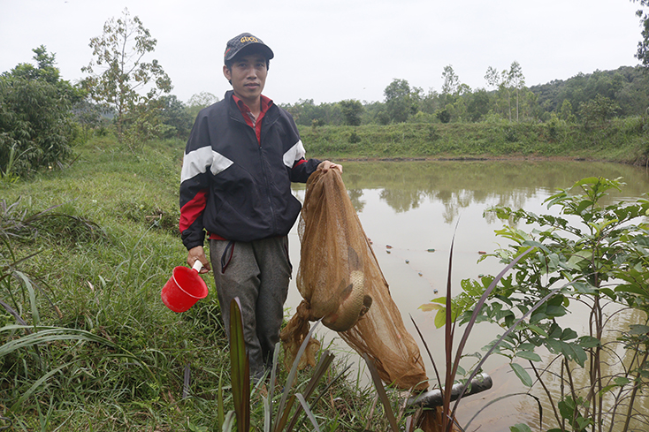  Trang trại tổng hợp của anh Cao Sông Danh cho lợi nhuận 250 triệu/năm.