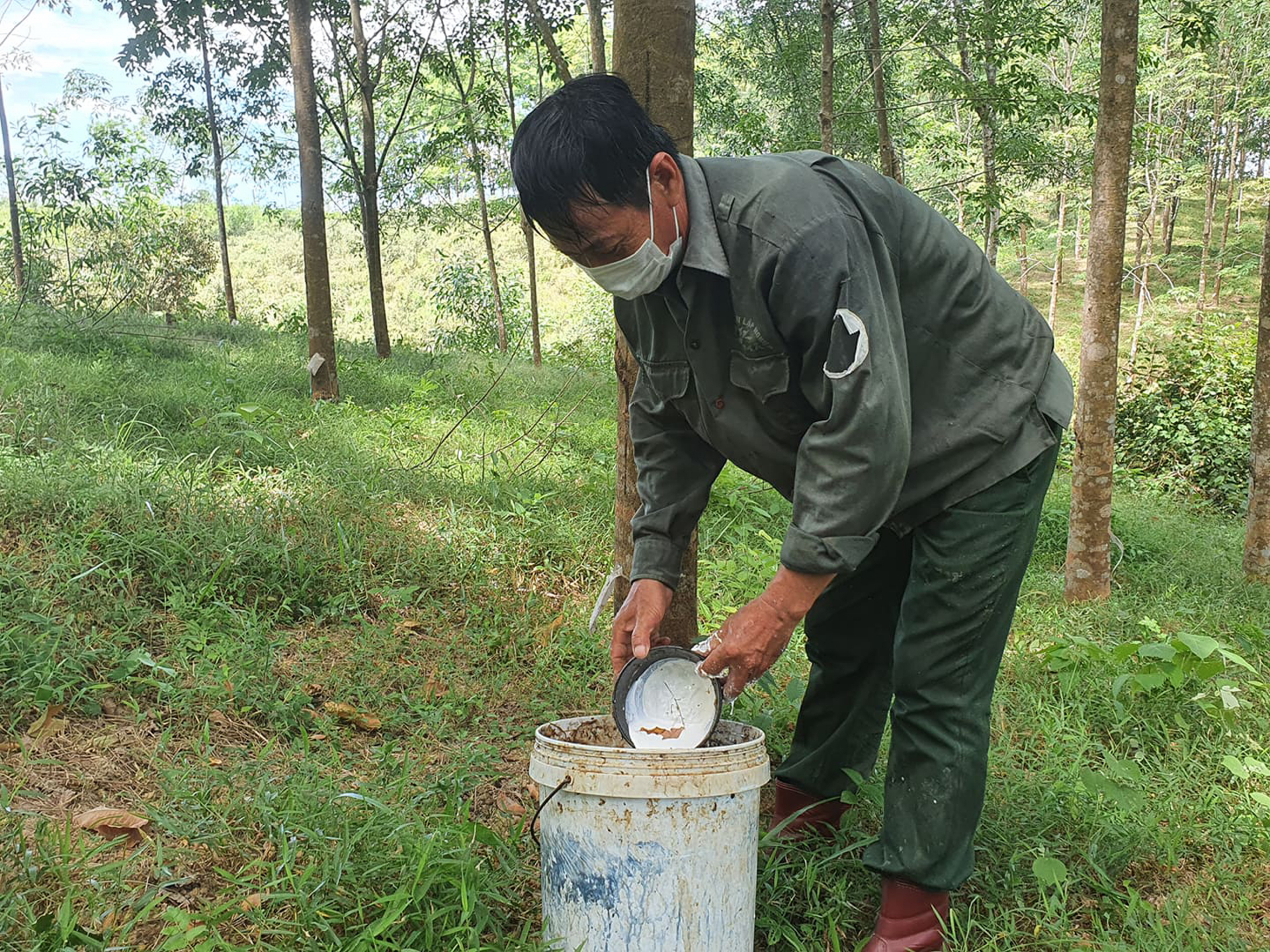  Anh Võ Vĩnh Hải đang thu hoạch mủ cao su