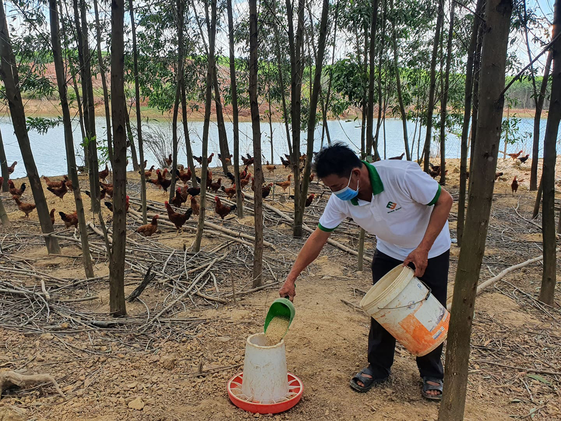 Trang trại chăn nuôi gà thả vườn của anh Đặng Văn Thành cho thu lãi ròng mỗi năm trên 200 triệu đồng