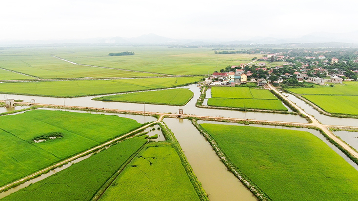Cánh đồng “thẳng cánh cò bay” trên phá Hạc Hải, vựa lúa của người nông dân 2 huyện Quảng Ninh và Lệ Thủy.