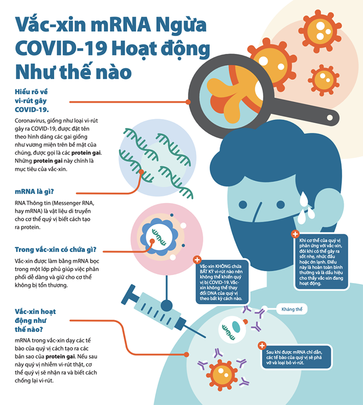 Đồ hoạ về hoạt động của vaccine mRNA. Nguồn: CDC Hoa Kỳ