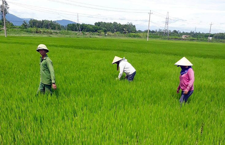 Bà con huyện Bố Trạch tích cực chăm sóc lúa, phấn đấu thu hoạch sớm, tránh mưa lũ.