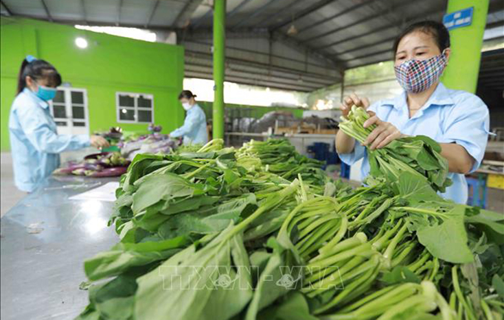 Xã viên Hợp tác xã rau an toàn Văn Đức đóng gói sản phẩm rau - quả để cung cấp cho các siêu thị Thủ đô trong những ngày thực hiện giãn cách xã hội. Ảnh: Vũ Sinh/TTXVN
