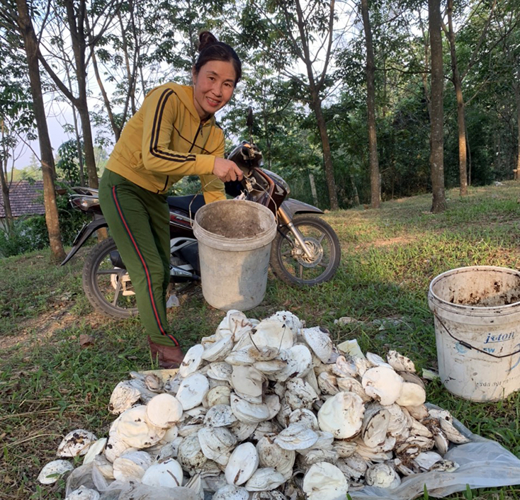 Nông dân thị trấn Nông trường Lệ Ninh thu gom mủ cao su để bán cho thương lái.