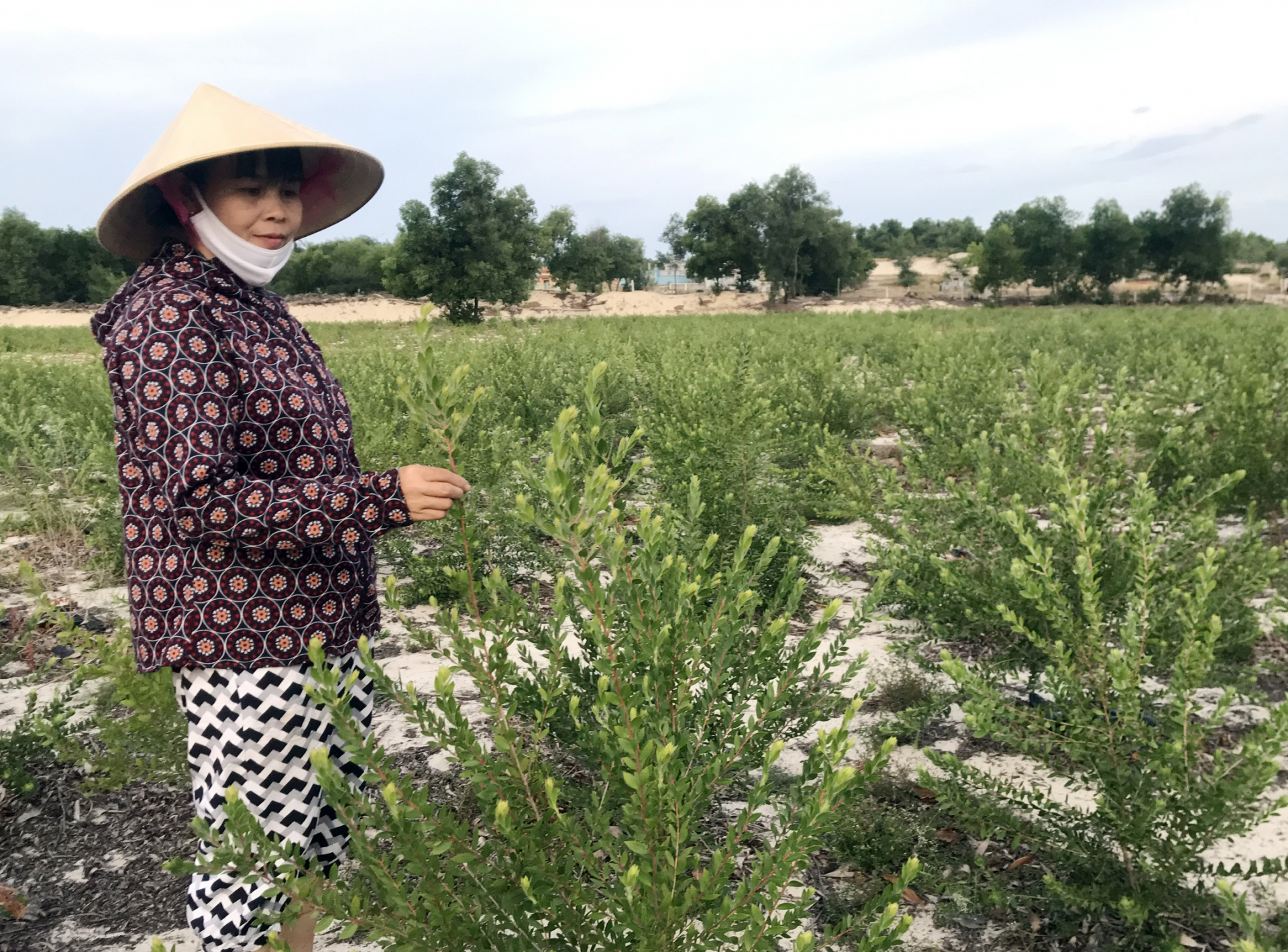 Qua trồng thử nghiệm cho thấy giống tràm 5 gân sinh trưởng mạnh hơn tràm gió, hàm lượng và chất lượng tinh dầu cũng vượt trội, thích nghi với khí hậu khắc nghiệt.