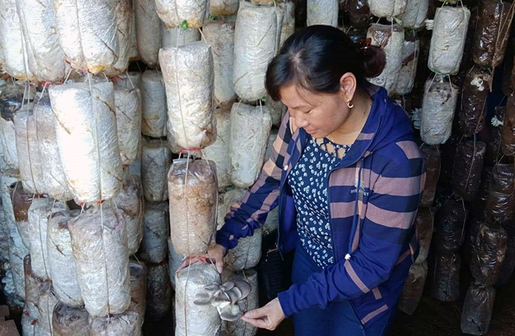 Từ ngồn vốn vay ưu đãi, nhiều hội viên phụ nữ phát triển các mô hình trồng nấm cho thu nhập cao.