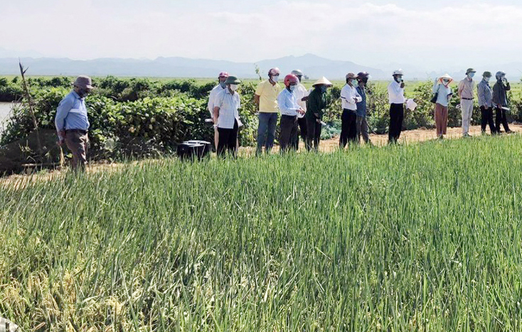 Mô hình KH-CN liên kết “Trồng thử nghiệm giống lúa chất lượng cao ST25” tại xã Đại Phong (huyện Lệ Thủy) bước đầu đạt hiệu quả.