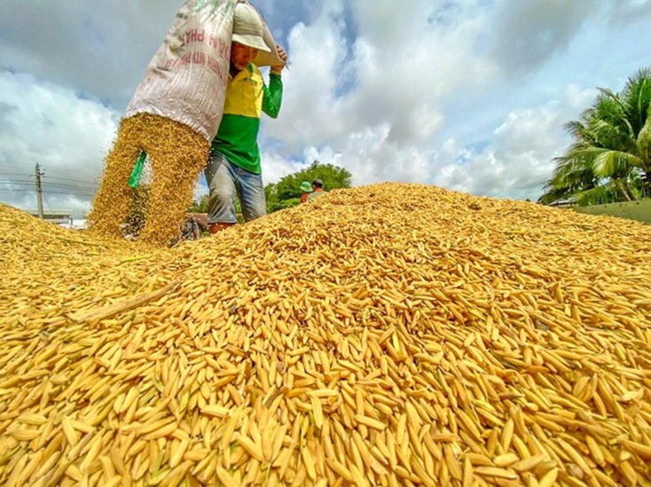 Lúa tươi được thương lái thu mua dao động từ 5.300 - 5.800 đồng/kg, giảm từ 350 - 800 đồng/kg so với giá đặt cọc trước đó (tùy vào từng loại giống). (Ảnh: TTXVN)