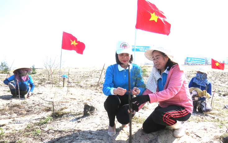 Những thế hệ con cháu của mẹ Nghèng vẫn đang tiếp tục trồng thêm những tán phi lao mới.