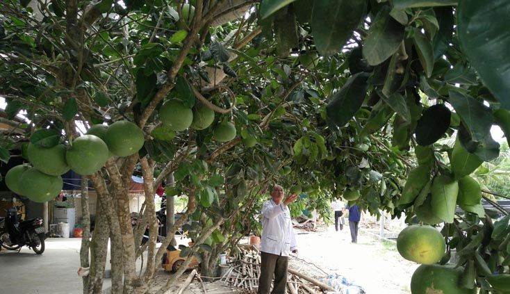  Dự án trồng bưởi Phúc Trạch là mô hình kinh tế đem lại giá trị cao cho hộ nghèo ở Tuyên Hóa