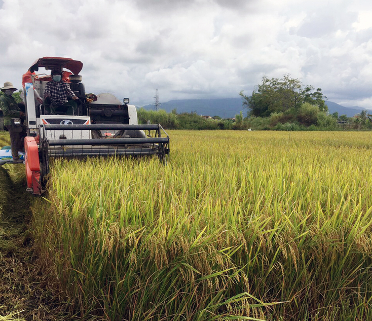 TT. Hoàn Lão huy động máy gặt lúa giúp các gia đình đang thực hiện biện pháp CLTT.