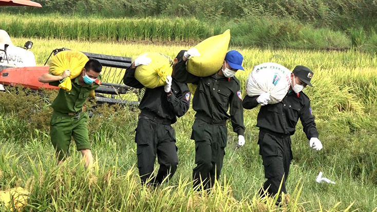 Hỗ trợ người dân thu hoạch lúa hè-thu.