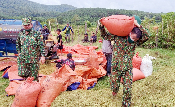 BĐBP vận chuyển lúa về nhà giúp dân.