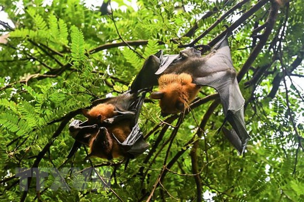 Những con dơi đậu trên cành cây ở tỉnh Chachoengsao, Thái Lan. (Ảnh: AFP/TTXVN)