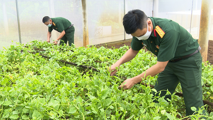 Một góc khu tăng gia sản xuất của Ban CHQS huyện Bố Trạch.