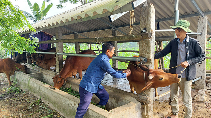Tiêm phòng là một trong những biện pháp phòng,chống dịch hiệu quả cho đàn vật nuôi.