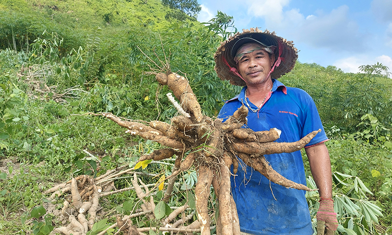 Trồng sắn cao sản KM94 mang lại nguồn thu nhập cao cho gia đình anh Phan Văn Hoành (thôn Tam Đăng, xã Sơn Hóa).