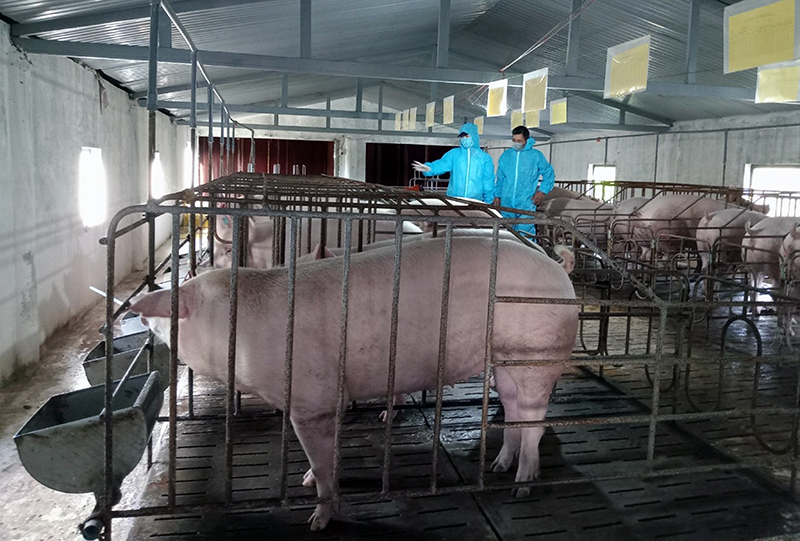 Cán bộ Chi cục Chăn nuôi và Thú y kiểm tra chất lượng giống lợn nái hậu bị ngoại cấp bố mẹ tại các cơ sở chăn nuôi.